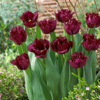 Tulpe - Gorilla - Tulipa - Moderne Note, deutliche Höhe - 5 Blumenzwiebeln