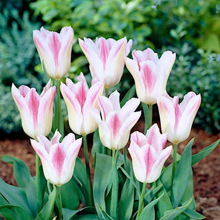 Tulpe - Holland Chic - Tulipa - Blüten, die mit Eleganz begeistern - 5 Blumenzwiebeln