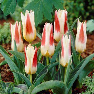 Tulpe - Johann Strauss - Tulipa - Auffällige Blüte für Schnitt und Beet - 5 Blumenzwiebeln