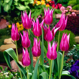 Tulpe - Maytime - Tulipa - Violette Schlanke Blüten im Garten - 5 Blumenzwiebeln