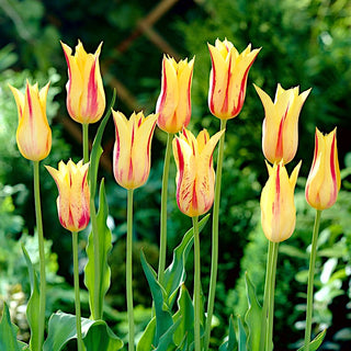 Tulpe - Mona Lisa - Tulipa - Frühlingsenergie in jeder Blüte - 5 Blumenzwiebeln