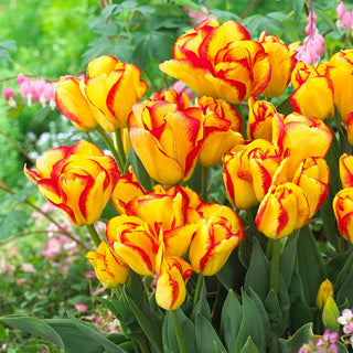 Tulpe - Outbreak - Tulipa - Intensives frühlingshaftes Farbenspiel - 5 Blumenzwiebeln