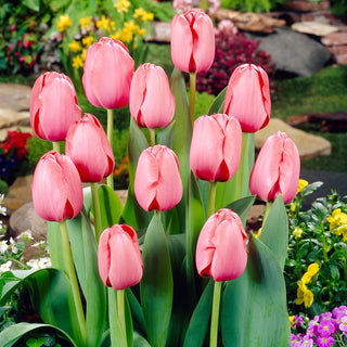 Tulpe - Pink Impression - Tulipa - Perlenglänzende Blüten, Zart - 5 Blumenzwiebeln
