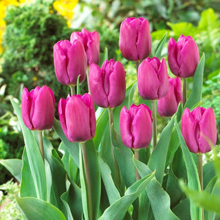 Tulpe - Purple Prince - Tulipa - Früh samtiger Akzent im Garten - 5 Blumenzwiebeln