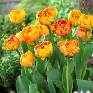 Tulpe - Sunlover - Tulipa - Strahlende Zierde für lange Zeit - 5 Blumenzwiebeln