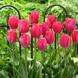 Tulpe - Van Eijk - Tulipa - Große rosa klassische Blüten - 5 Blumenzwiebeln