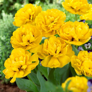 Tulpe - Yellow Pomponette - Tulipa - Bildet eindrucksvolle Frühlingsteppiche - 5 Blumenzwiebeln
