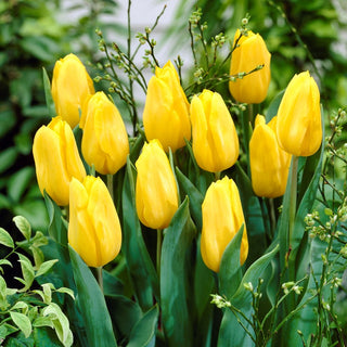Tulpe - Gelb - Tulipa - Sonnenblumen ziehen alle Blicke auf sich - 5 Blumenzwiebeln