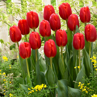 Tulpe - Rot - Tulipa - Auffälliger Akzent im Garten - 5 Blumenzwiebeln