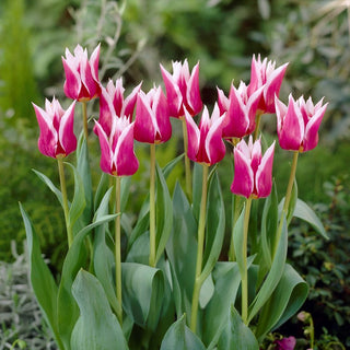 Lilienblütige Tulpe - Claudia - Tulipa - Blume für besonderen Garten - 5 Blumenzwiebeln