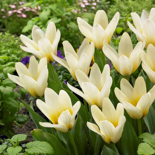 Tulpe - Concerto - Tulipa - Klassiker im cremefarbenen Gewand - 5 Blumenzwiebeln