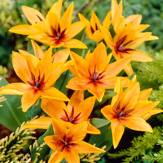Tulpe - Praestans Shogun - Tulipa - Intensive Farbe, kompakter Wuchs - 5 Blumenzwiebeln