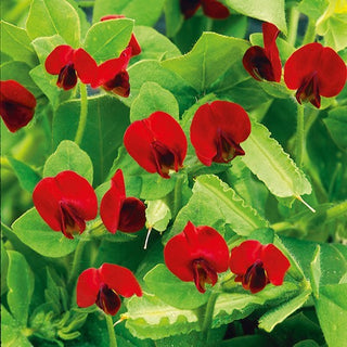 Spargelerbse - Für Garten Und Küche - Tetragonolobus purpureus - Premium-Saatgut