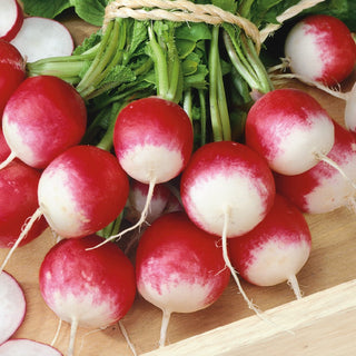 Radieschen Poloneza - Schnelles Wachstum Im Frühling Und Herbst - 100 g