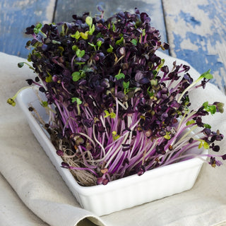 Keimsprossen - Roter Kohlrabi - Süß-Würziger Geschmack, Kalorienarm - Premium-Saatgut