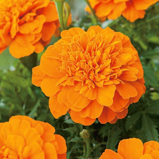 Studentenblume - Mandarin - Runde Orangefarbene Blüten - Tagetes patula