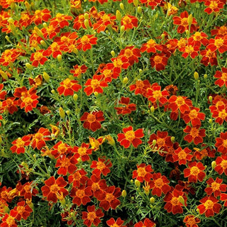 Schmalblättrige Studentenblume - Red Gem - Intensiv Dunkelrote Blütenfarbe - Tagetes tenuifolia