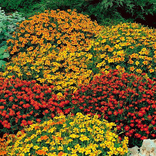 Schmalblättrige Studentenblume - Starfire - Bunte Farbvielfalt - Tagetes tenuifolia
