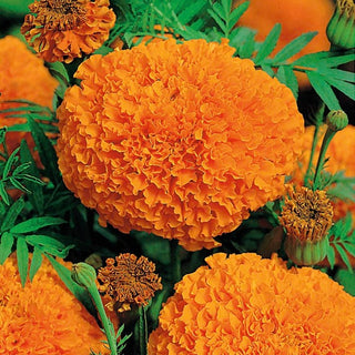 Aufrechte Studentenblume - Hawaii - Ideal Für Beete Und Arrangements - Tagetes erecta