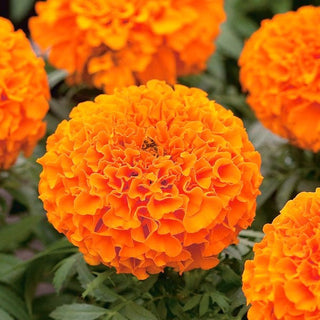 Zwerg Aufrechte Studentenblume - Calando Orange - Atemberaubende Blütenfarben - Tagetes erecta