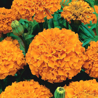 Aufrechte Studentenblume - Orange - Üppige Kugelförmige Orangefarbene Blüten - Tagetes erecta