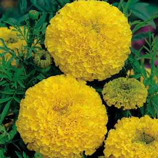 Aufrechte Studentenblume - Goldgelb - Blüht Bis Zum Frost, Sommerblühend - Tagetes erecta