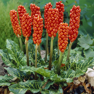 Italienischer Aronstab - Arum - Rote Früchte und Dekorative Blätter - 5 Blumenzwiebeln