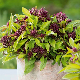 Thai Basil Siam Queen - Explosion of Flavour and Aroma, Ideal for Asian Dishes - Ocimum basilicum - Premium Seeds