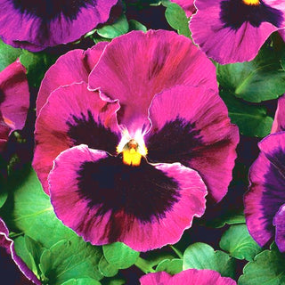 Stiefmütterchen - Laura - Wunderschöne Farbe, Perfekt Für Balkonkästen - Viola ×wittrockiana