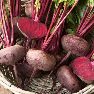 BIO Rote Rübe - D'Egypte - Süßer Geschmack, Sicherer Ertrag, Bio-Saatgut - Premium-Saatgut