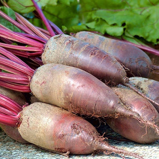 Opolski Beetroot - Elongated, Abundant, Perfect for Storage - Beta Vulgaris - Premium Seeds