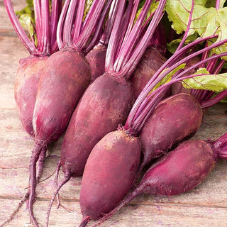Rote Rübe Rywal - Ideal Für Konserven, Saftiges Fruchtfleisch