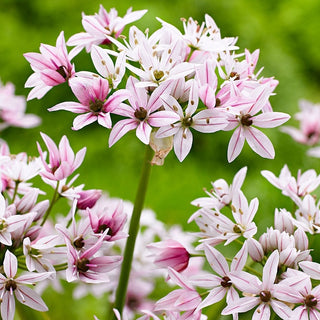 Zierlauch - Cameleon - Allium - Weiß-rosafarbene zarte Blüten - 5 Blumenzwiebeln
