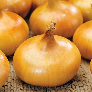 Zwiebel Borettana - Italienischer Geschmack, Süß Und Aromatisch