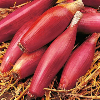 Zwiebel - Rosa Lunga Di Firenze - Rosa Zwiebeln, Italienischer Genuss