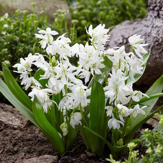 Blaustern - Weiß - Scilla - Starkes Wachstum, Pflegeleicht - 10 Blumenzwiebeln