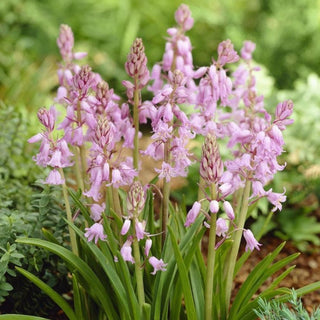 Blaustern - Rosa - Scilla - Zart erhellt den Frühlingsgarten - 10 Blumenzwiebeln