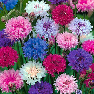 Kornblume - Zwerg Mischung - Charmanter Landhausstil - Centaurea cyanus - Premium-Saatgut