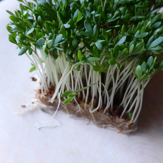 BIO Gartenkresse - Schnelle Ernte, Ideal Für Sandwiches - Premium-Saatgut