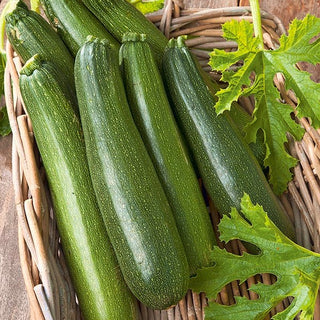 Zucchini Astra Polka - Hohe Erträge Auch Bei Schwierigen Bedingungen - 100 g