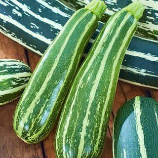 Zucchini - Striato D'Italia - Zartes Fruchtfleisch, Perfekt Für Gerichte