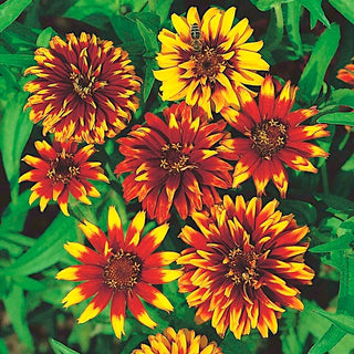 Mexikanische Zinnie - Reichblühend Den Ganzen Sommer - Zinnia haageana