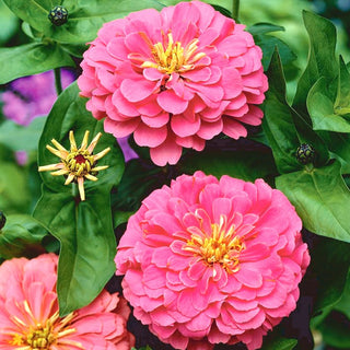 Zinnie Dahlienblütige - Illumination - Intensiv Warme Farbtöne - Zinnia elegans