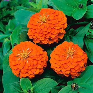 Zinnie Dahlienblütige - Orange King - Auffallend Schöne Blüten - Zinnia elegans
