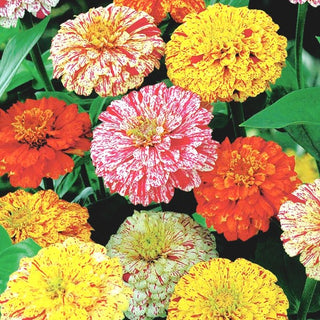 Zinnie Dahlienblütige - Peppermint Stick - Bunte Blüten Von Besonderer Schönheit - Zinnia elegans