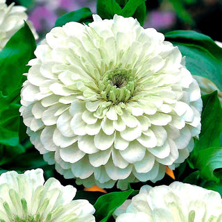 Zinnie Dahlienblütige - Polar Bear - Reinweiß, Gefüllte Sorte - Zinnia elegans