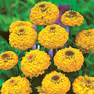 Zinnie - Liliput Golden Gem - Goldener Schatz Für Niedrige Beete - Zinnia elegans