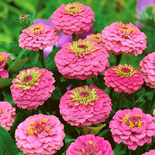 Zinnie - Liliput Rose Gem - Zauberhafte Niedrige Rosafarbene Blüten - Zinnia elegans