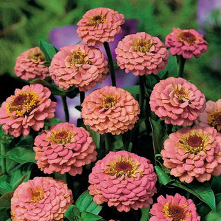 Zinnie - Liliput Salmon Gem - Warmer Lachsfarbener Blütenzauber - Zinnia elegans
