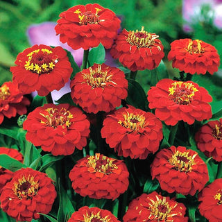 Zinnie - Liliput Scarlet Gem - Scharlachrote Blütenpracht - Zinnia elegans